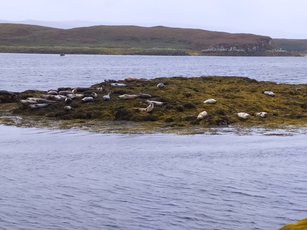 Phoques sur Skye