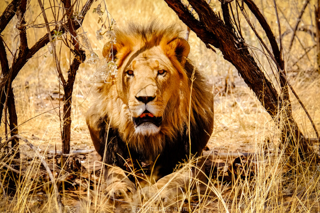 Lions, Harnas Foundation, Namibie