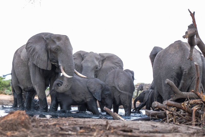 Waterhole Elephants