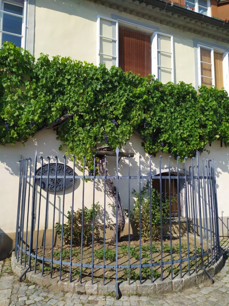 Vieille vigne, Maribor