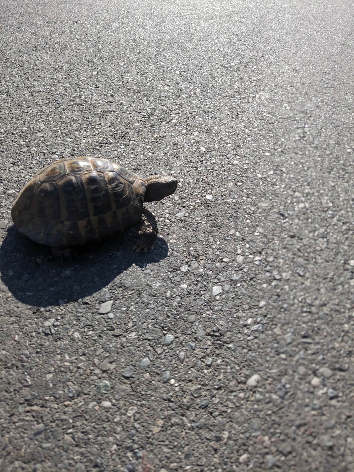 Tortue, Albanie