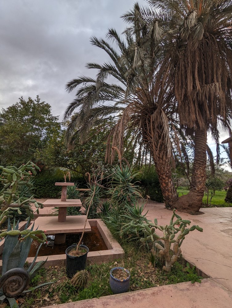 Safranière - Maroc 2024