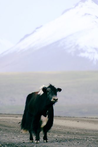 Roadtrip au Kyrgystan